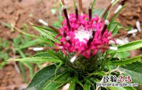 白术种子价格及种植方法 白术的种植方法种子价格多少