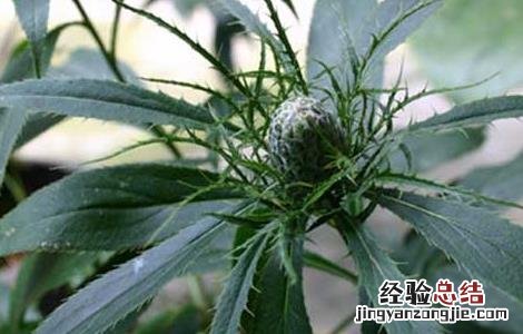 白术种子价格及种植方法 白术的种植方法种子价格多少