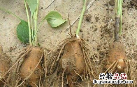 白术种子价格及种植方法 白术的种植方法种子价格多少