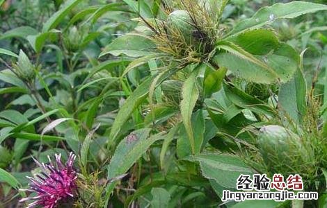 白术种子价格及种植方法 白术的种植方法种子价格多少