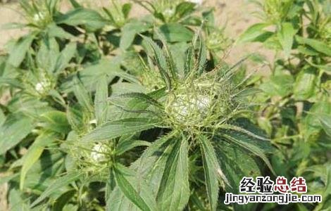 白术种子价格及种植方法 白术的种植方法种子价格多少