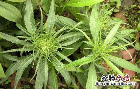 白术高产种植技术要点 白术高产种植技术