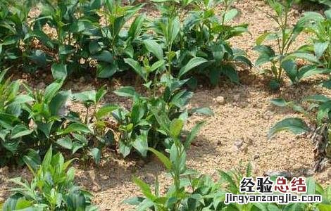 白术高产种植技术要点 白术高产种植技术