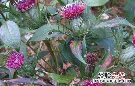 白术高产种植技术要点 白术高产种植技术