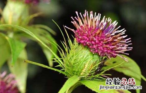 白术高产种植技术要点 白术高产种植技术