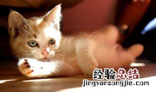 形容动物开心的夸张句子 描写动物开心的句子