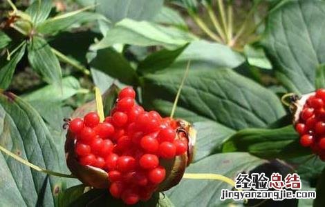 重楼种苗多少钱一棵 重楼种子价格及种植方法