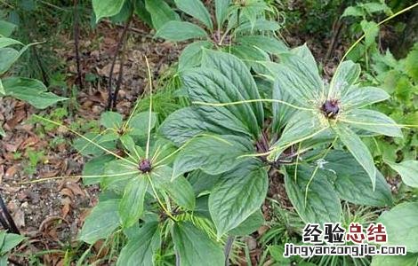 重楼种苗多少钱一棵 重楼种子价格及种植方法