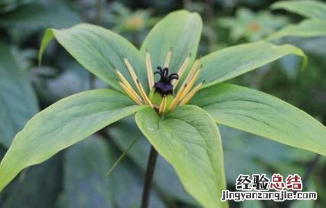 重楼种苗多少钱一棵 重楼种子价格及种植方法