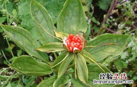 重楼种苗多少钱一棵 重楼种子价格及种植方法