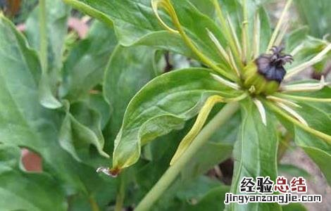 重楼种苗多少钱一棵 重楼种子价格及种植方法