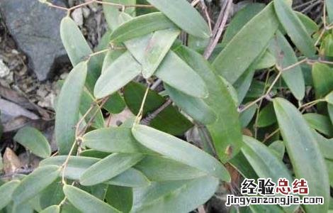 土茯苓种苗价格 土茯苓种子价格及种植方法