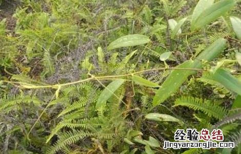 土茯苓种苗价格 土茯苓种子价格及种植方法