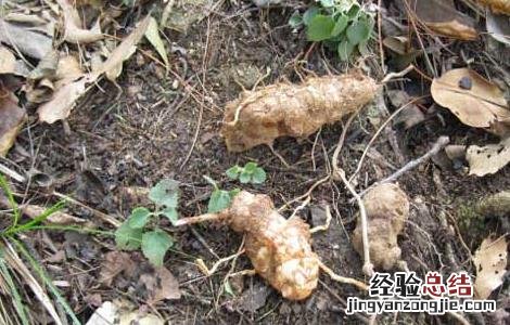 土茯苓种苗价格 土茯苓种子价格及种植方法