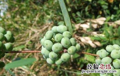 土茯苓种苗价格 土茯苓种子价格及种植方法