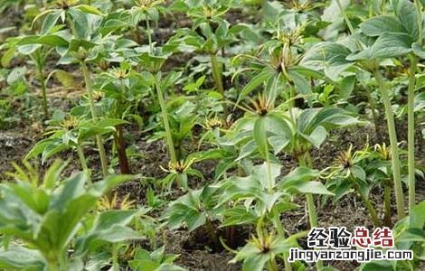 种植重楼能赚到钱吗 种植重楼能赚到钱吗
