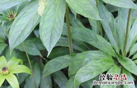 种植重楼能赚到钱吗 种植重楼能赚到钱吗
