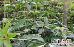 种植重楼能赚到钱吗 种植重楼能赚到钱吗