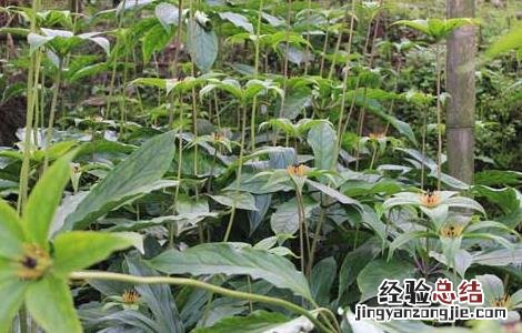 种植重楼能赚到钱吗 种植重楼能赚到钱吗
