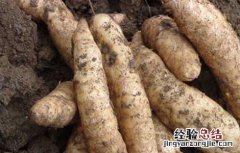 天麻种子价格及种植方法视频 天麻种子价格及种植方法