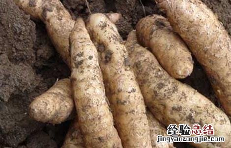 天麻种子价格及种植方法视频 天麻种子价格及种植方法