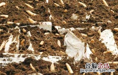 天麻种子价格及种植方法视频 天麻种子价格及种植方法