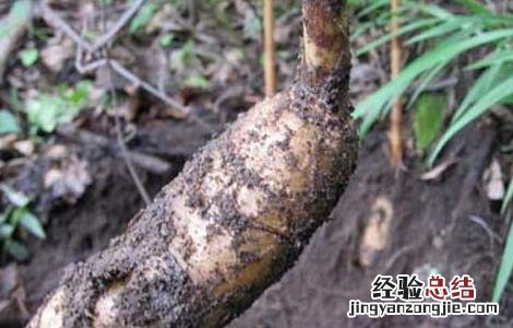 天麻种子价格及种植方法视频 天麻种子价格及种植方法