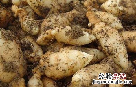 天麻种子价格及种植方法视频 天麻种子价格及种植方法