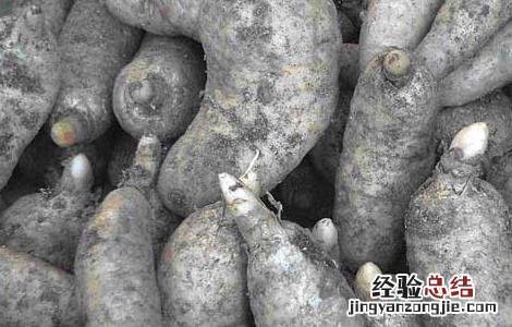 天麻种子价格及种植方法视频 天麻种子价格及种植方法