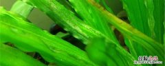 皇冠水草养殖要求 皇冠水草养殖要求温度