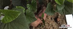济薯26红薯的特点 济薯26特征特性
