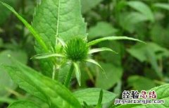 续断种子价格及种植方法 续断种子多少钱一公斤