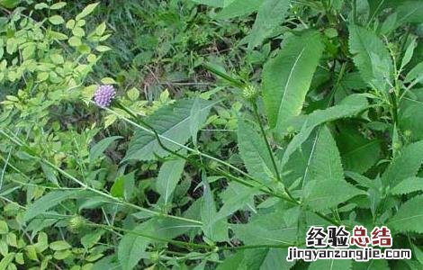 续断种子价格及种植方法 续断种子多少钱一公斤