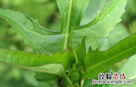 续断种子价格及种植方法 续断种子多少钱一公斤