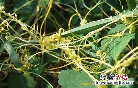 菟丝子种子价格及种植方法图 菟丝子种子价格及种植方法