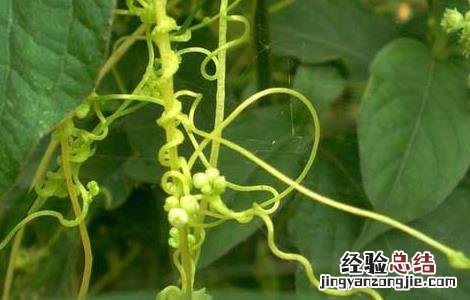 菟丝子种子价格及种植方法图 菟丝子种子价格及种植方法