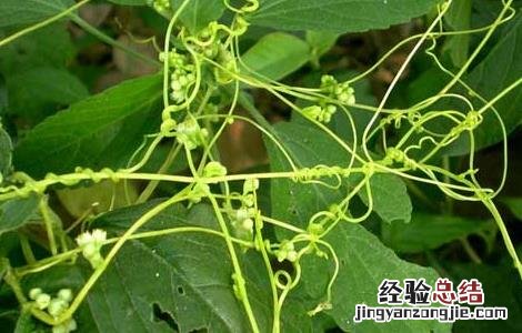 菟丝子种子价格及种植方法图 菟丝子种子价格及种植方法