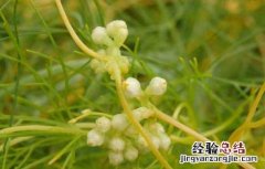 菟丝子种子价格及种植方法图 菟丝子种子价格及种植方法