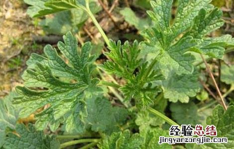 益母草种子价格多少 益母草种子价格及种植方法
