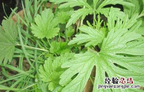 益母草种子价格多少 益母草种子价格及种植方法