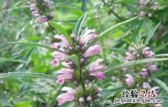 益母草种子价格多少 益母草种子价格及种植方法