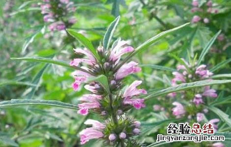 益母草种子价格多少 益母草种子价格及种植方法