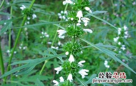 益母草种子价格多少 益母草种子价格及种植方法