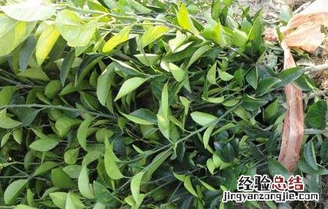枳壳种子价格及种植方法视频 枳壳种子价格及种植方法