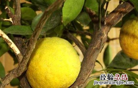 枳壳种子价格及种植方法视频 枳壳种子价格及种植方法