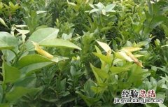 枳壳种子价格及种植方法视频 枳壳种子价格及种植方法