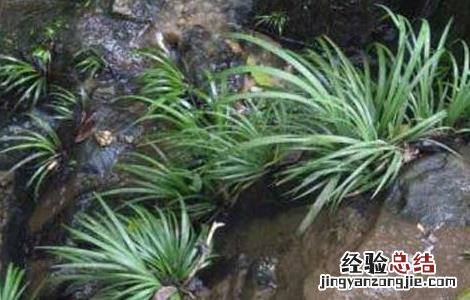 石菖蒲种苗价格及种植方法视频 石菖蒲种苗价格及种植方法