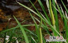 石菖蒲种苗价格及种植方法视频 石菖蒲种苗价格及种植方法