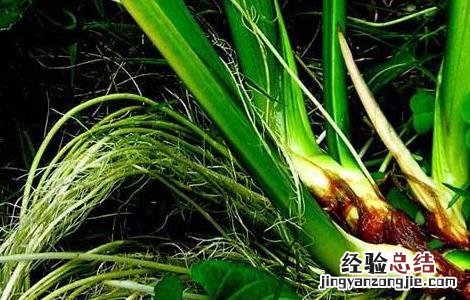 石菖蒲种苗价格及种植方法视频 石菖蒲种苗价格及种植方法