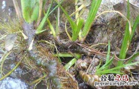 石菖蒲种苗价格及种植方法视频 石菖蒲种苗价格及种植方法